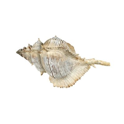 Κοχυλι Μ22xΠ12,5xΥ11cm