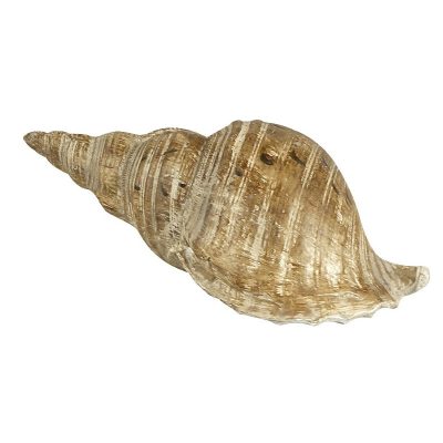 Κοχυλι Μ28xΠ13,5xΥ11,5cm