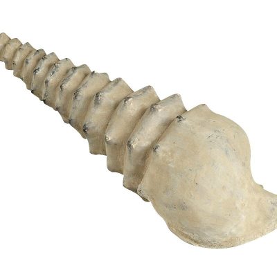 Κοχυλι Μ41xΠ14xΥ13,5cm